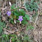 Viola pyrenaica Kvet