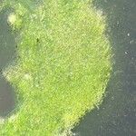 Wolffia arrhiza Leaf