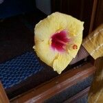 Hibiscus rosa-sinensis花