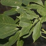 Ceiba aesculifolia Leaf