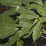 Ceiba aesculifolia Blatt