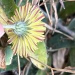 Pilosella officinarum Flower