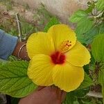 Hibiscus brackenridgei Blodyn