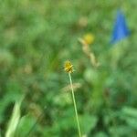 Carex cephalophora Агульны выгляд