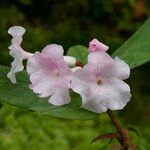 Rhododendron mogeanum Flor