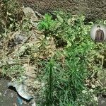 Conyza bonariensis 叶