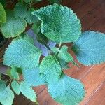 Plectranthus fruticosus Leaf