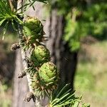 Larix decidua Frugt