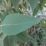 Colquhounia coccinea Leaf