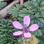 Erodium cicutarium 花
