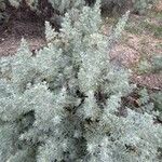 Artemisia thuscula Hábitos