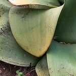 Haemanthus coccineus पत्ता