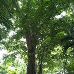 Pterocarpus indicus List