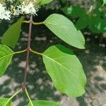 Syringa reticulata خشب