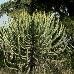 Euphorbia cooperi Hábitos