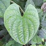 Dioscorea alata Leaf