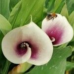 Zantedeschia rehmannii Flor