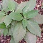 Solanum mauritianum Leaf