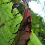 Wallisia anceps 花