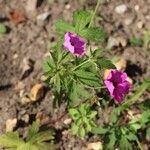 Geranium psilostemon برگ