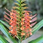 Hedychium coccineum Flor