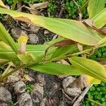 Hedychium coccineum Φύλλο