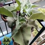 Kalanchoe beharensis Folha