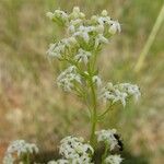 Galium mollugo Blüte