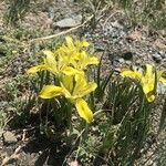 Iris humilis Цветок