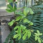 Passiflora subpeltata Leaf