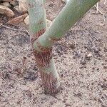 Euphorbia tirucalli Bark