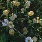 Silene uniflora Froito