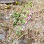 Silene bellidifolia Flower