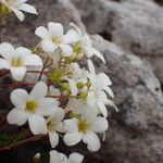 Saxifraga trifurcata Floare