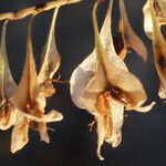 Fallopia sachalinensis Fruit