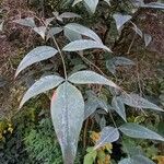 Nandina domestica पत्ता