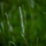 Bothriochloa laguroides 花