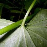 Spananthe paniculata 葉