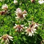 Trifolium pallescens Blomst