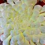 Aeonium tabulaeforme Leht