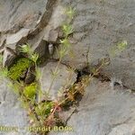 Galium setaceum Plante entière