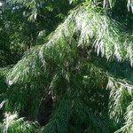 Afrocarpus gracilior Φύλλο