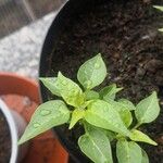 Capsicum frutescens برگ