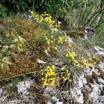 Cytisus decumbens Habitus