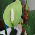 Aglaonema modestum Blüte