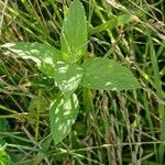 Mentha longifoliaЛист