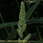 Echinochloa frumentacea 花
