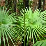 Livistona australis Likasa