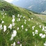 Eriophorum angustifolium Hábitos