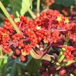 Leea guineensis फूल